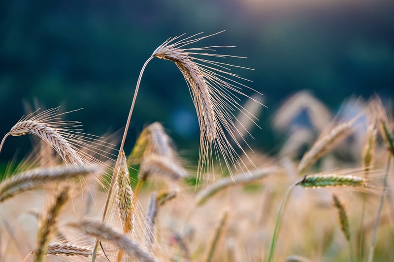 Trap Crops