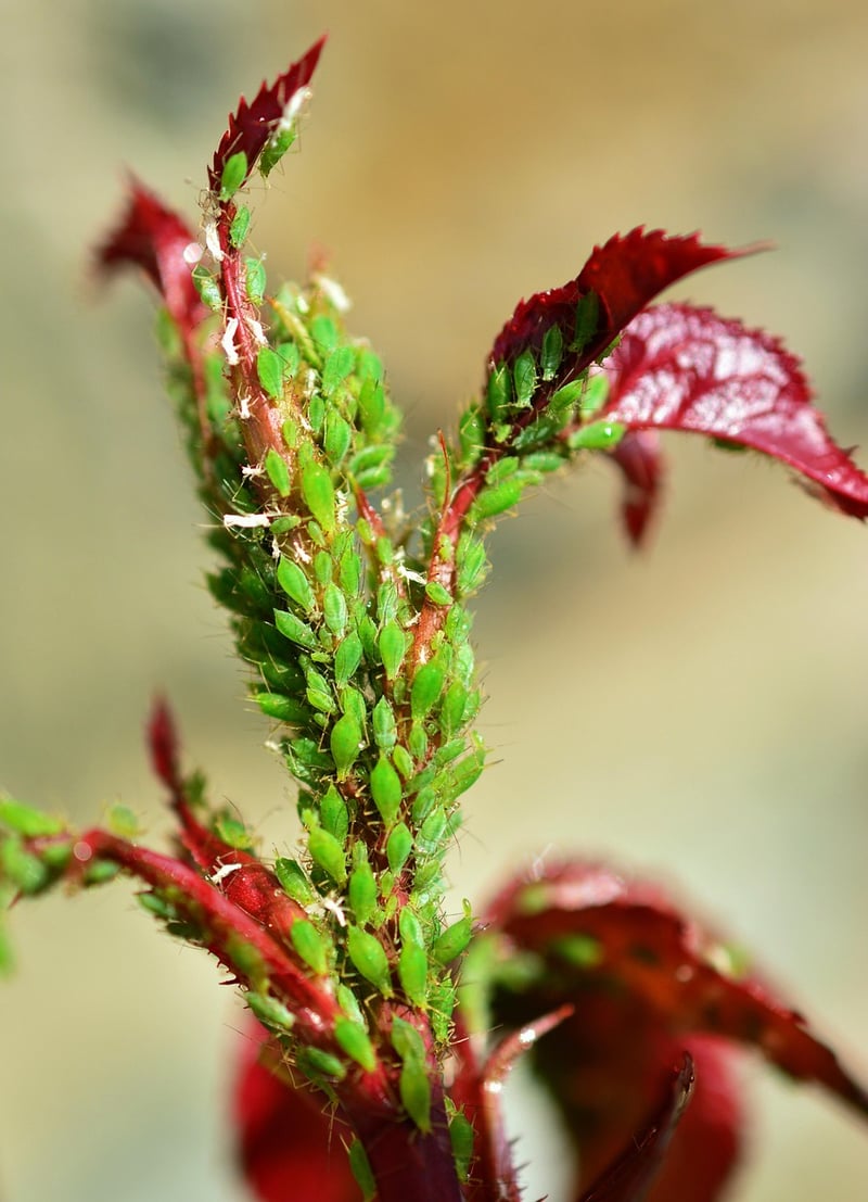 Aphids on a leaf
