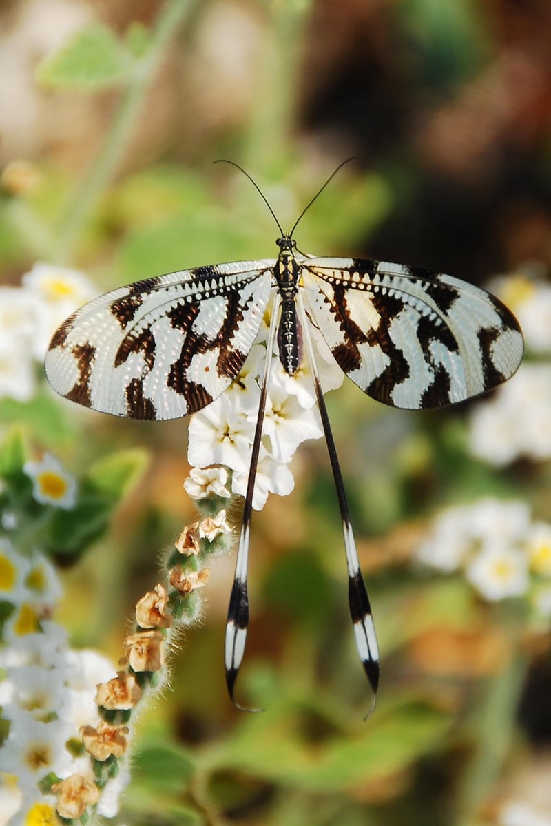 Lacewing